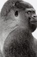A CES-en debütál a Gorilla Glass 3